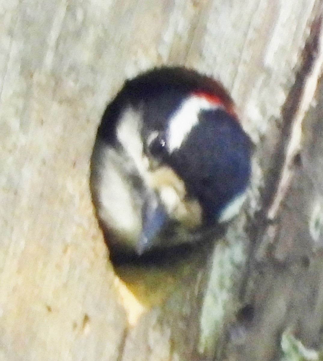 Downy Woodpecker - alan murray