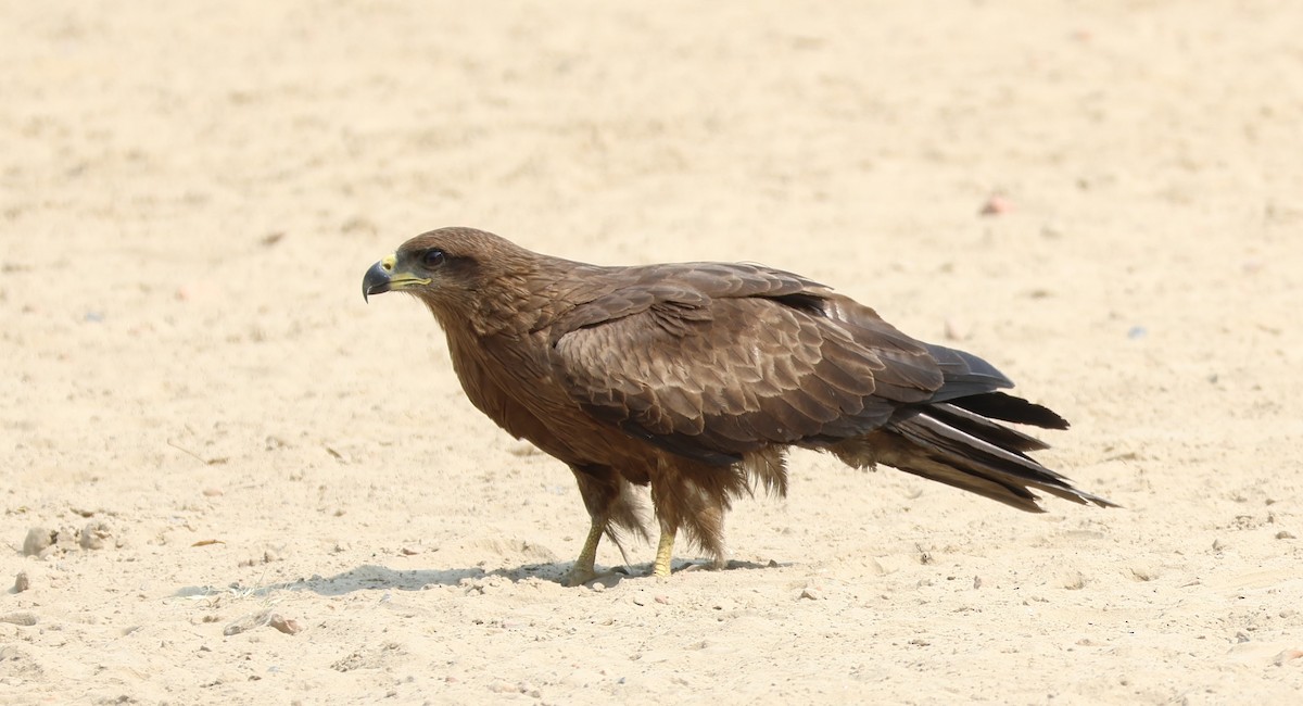 Black Kite - Ayan Kanti Chakraborty