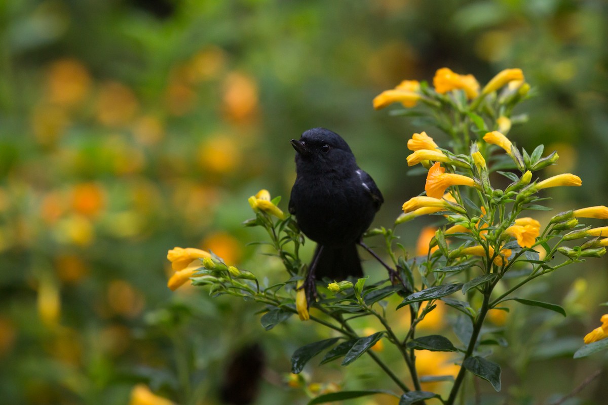 White-sided Flowerpiercer - Brian Healy