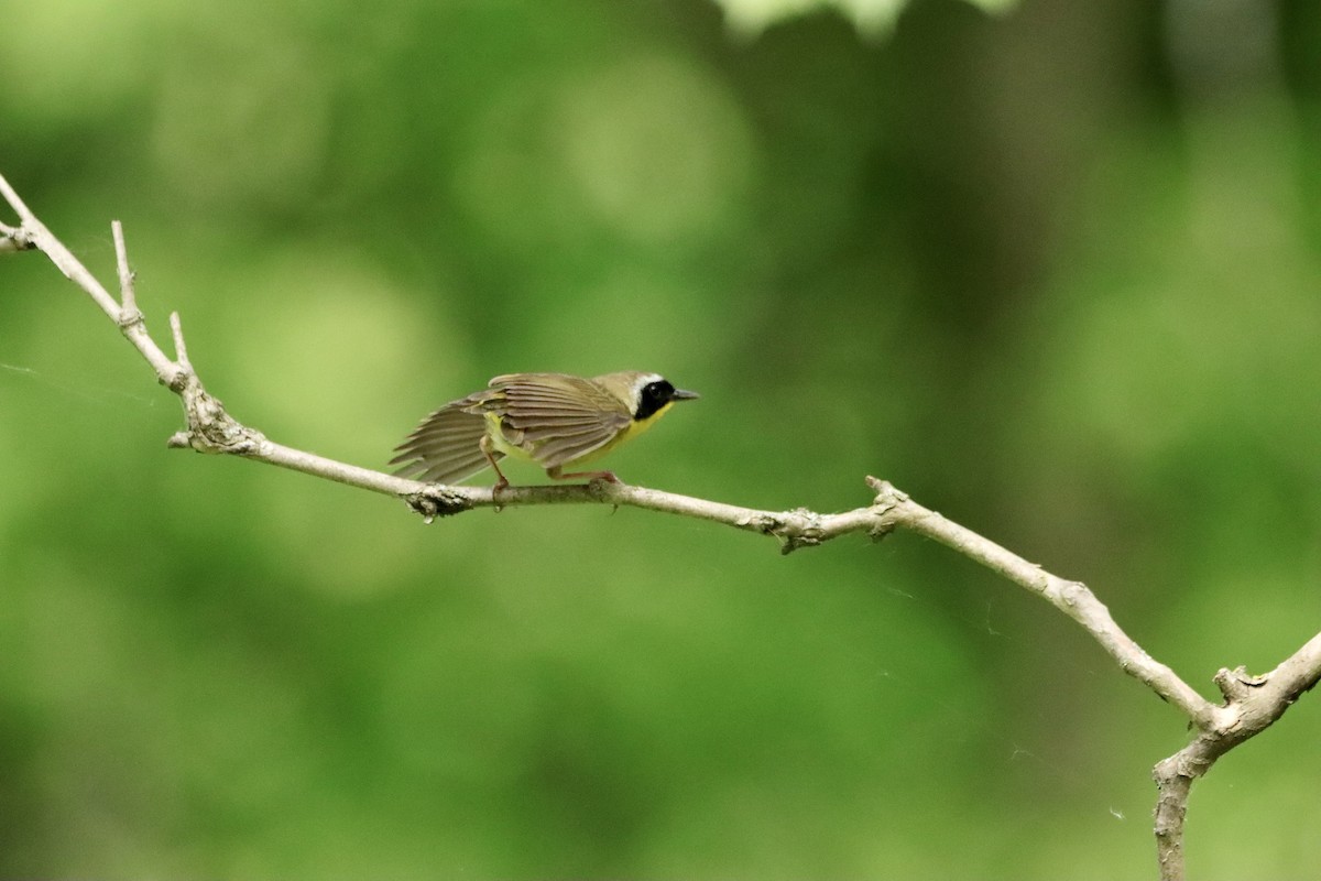 Common Yellowthroat - William Going