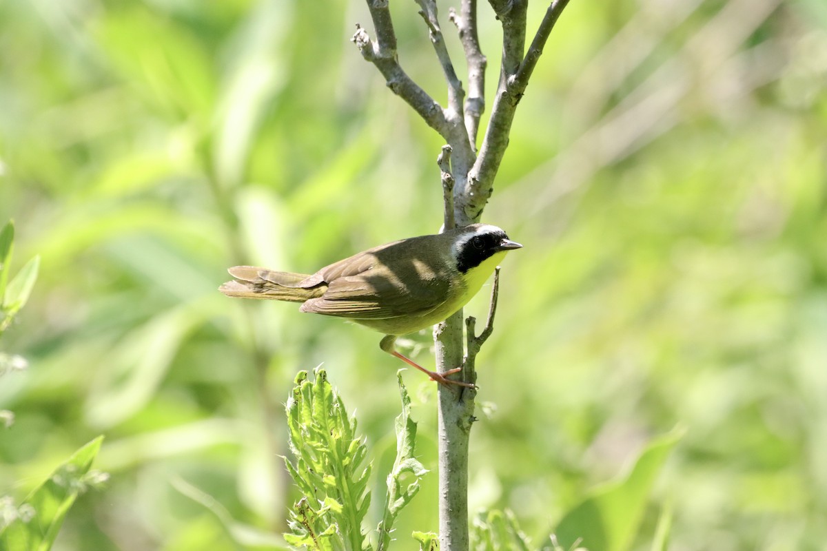 Common Yellowthroat - ML619574660