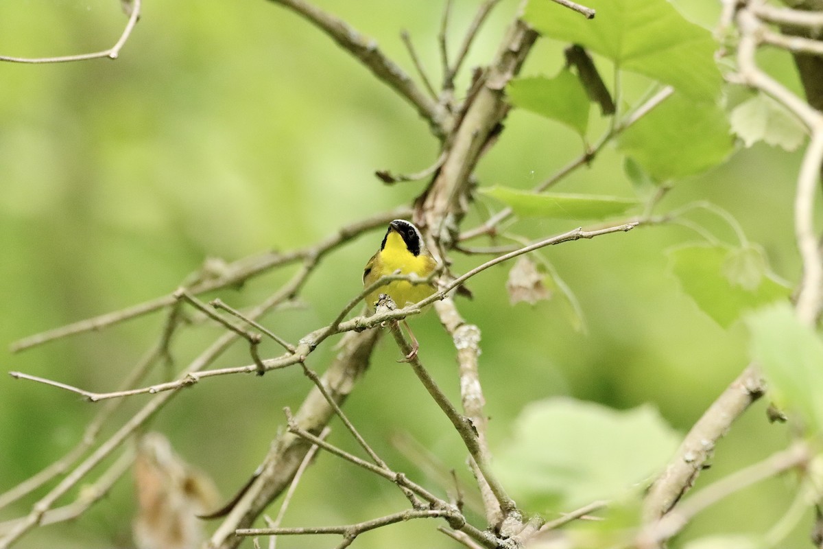 Common Yellowthroat - William Going