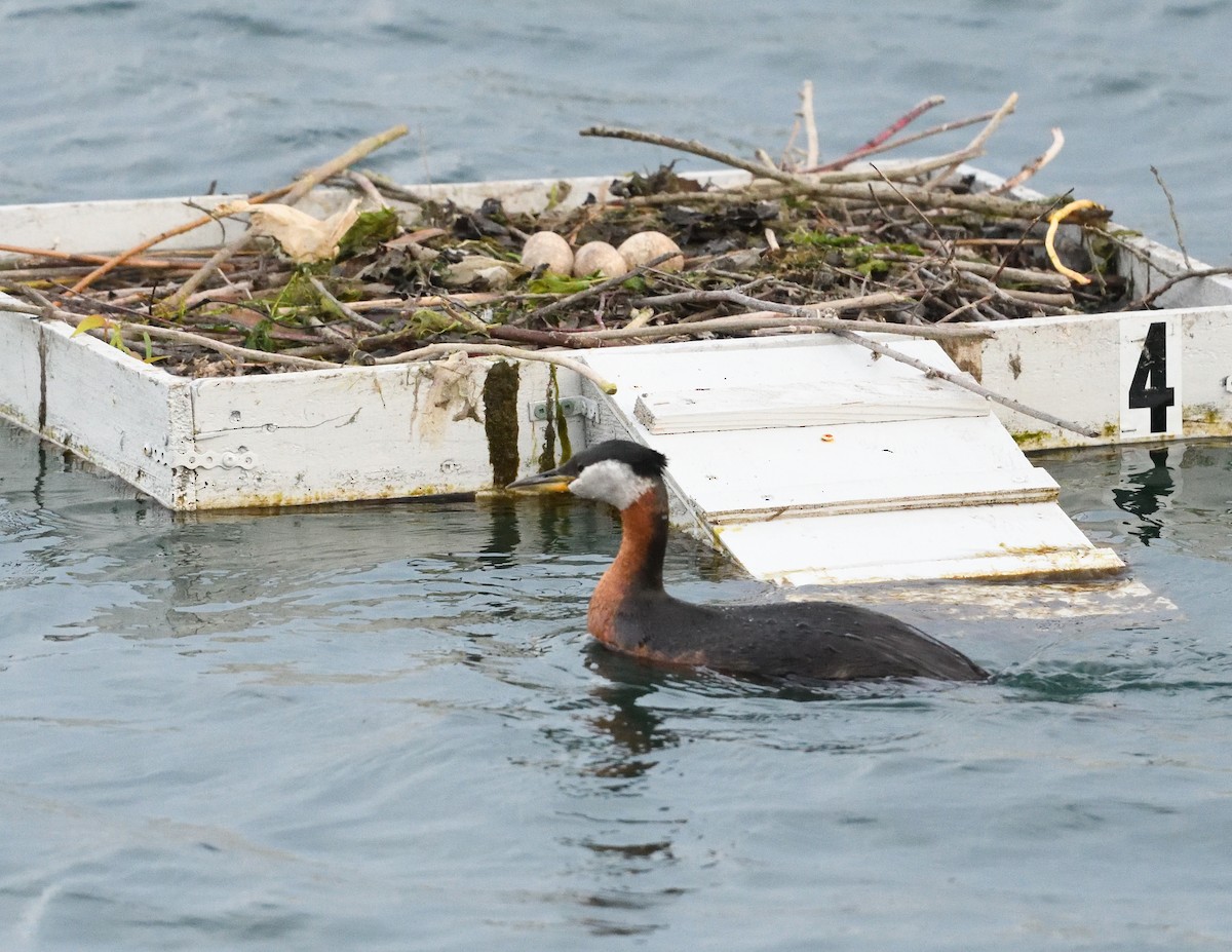 Red-necked Grebe - Margaret Hough