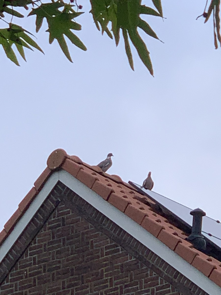 Common Wood-Pigeon - Danton Quandus