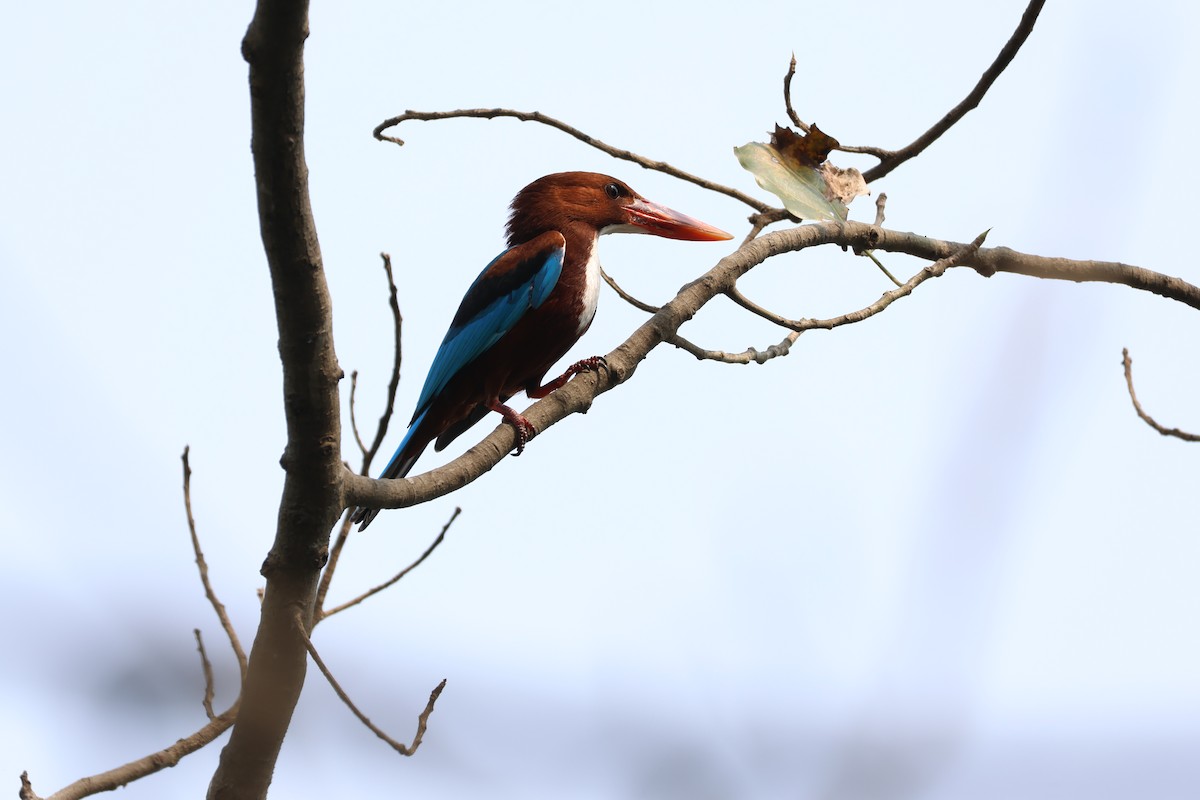 White-throated Kingfisher - Ayan Kanti Chakraborty