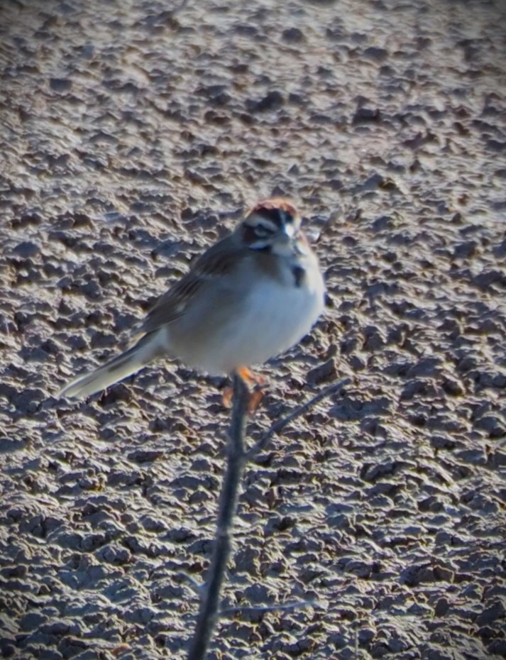 Lark Sparrow - Dick Cartwright