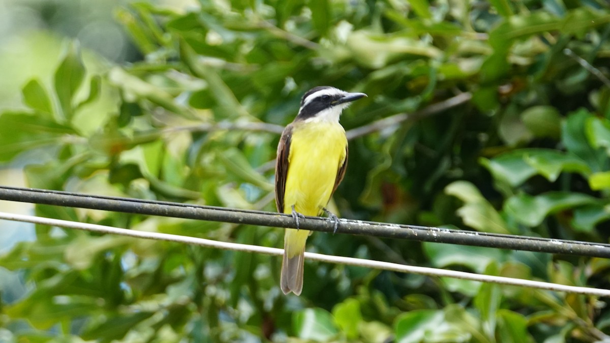 Social Flycatcher - Paul Gössinger