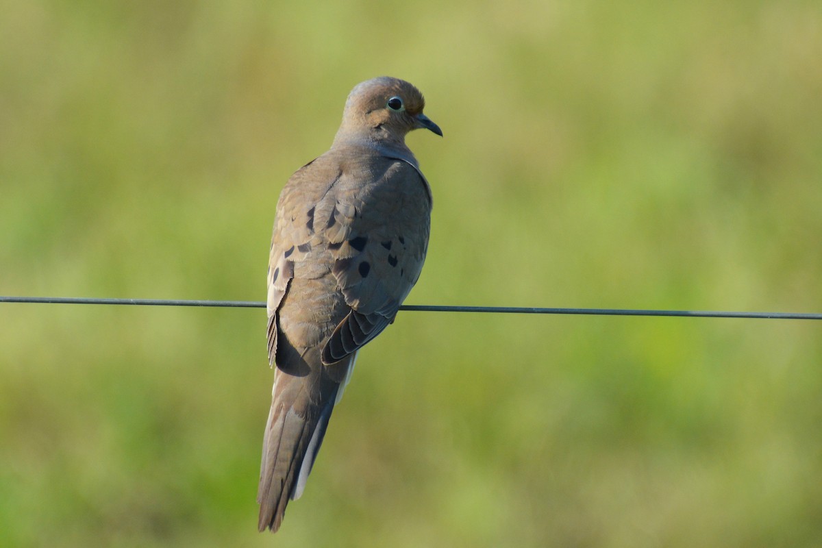Mourning Dove - Barbara A. Peterson