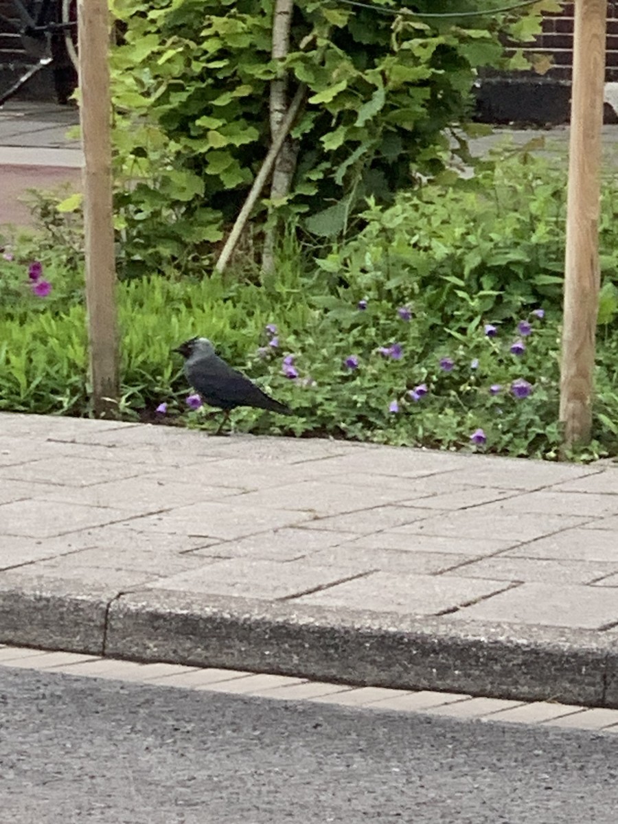 Eurasian Jackdaw - The Bird kid