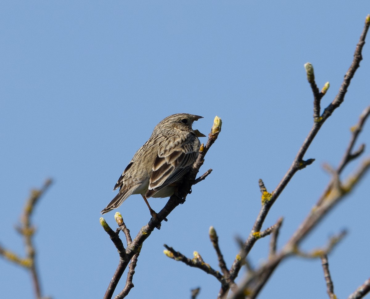 Corn Bunting - Hans Bucht