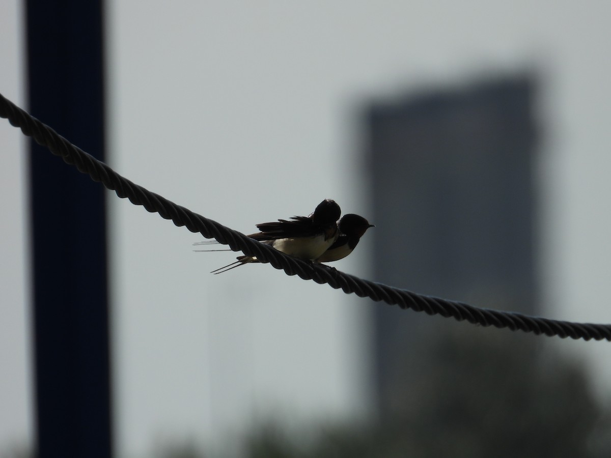 Barn Swallow - Danka Jaksic