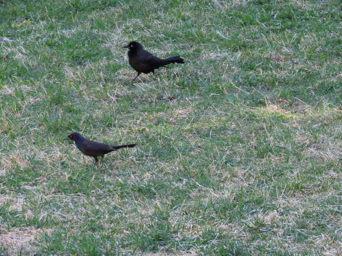 Common Grackle - Thomas Genna