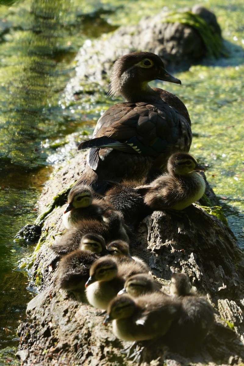 Wood Duck - Bob Yankou