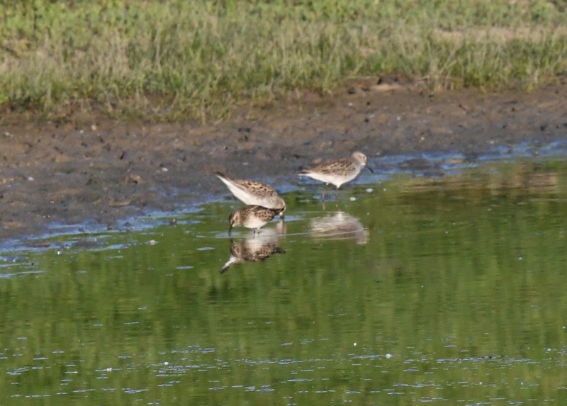 Least Sandpiper - Doug Daniels