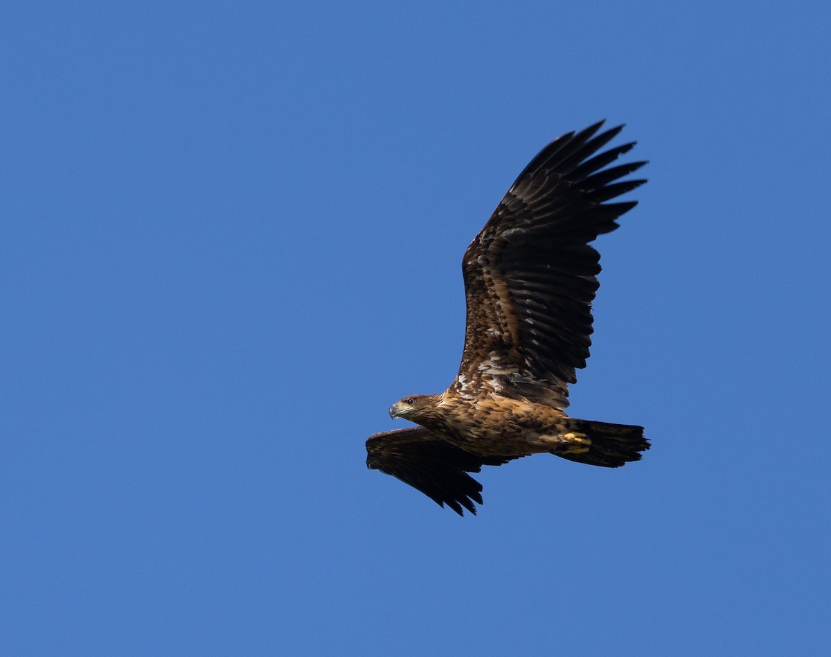 White-tailed Eagle - Hans Bucht