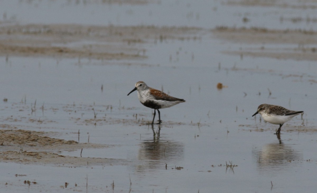 Dunlin - Jarmo Jalava