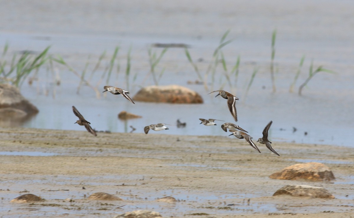 Dunlin - Jarmo Jalava