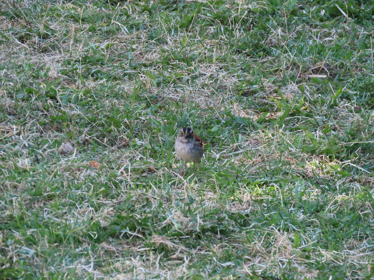 White-throated Sparrow - Thomas Genna