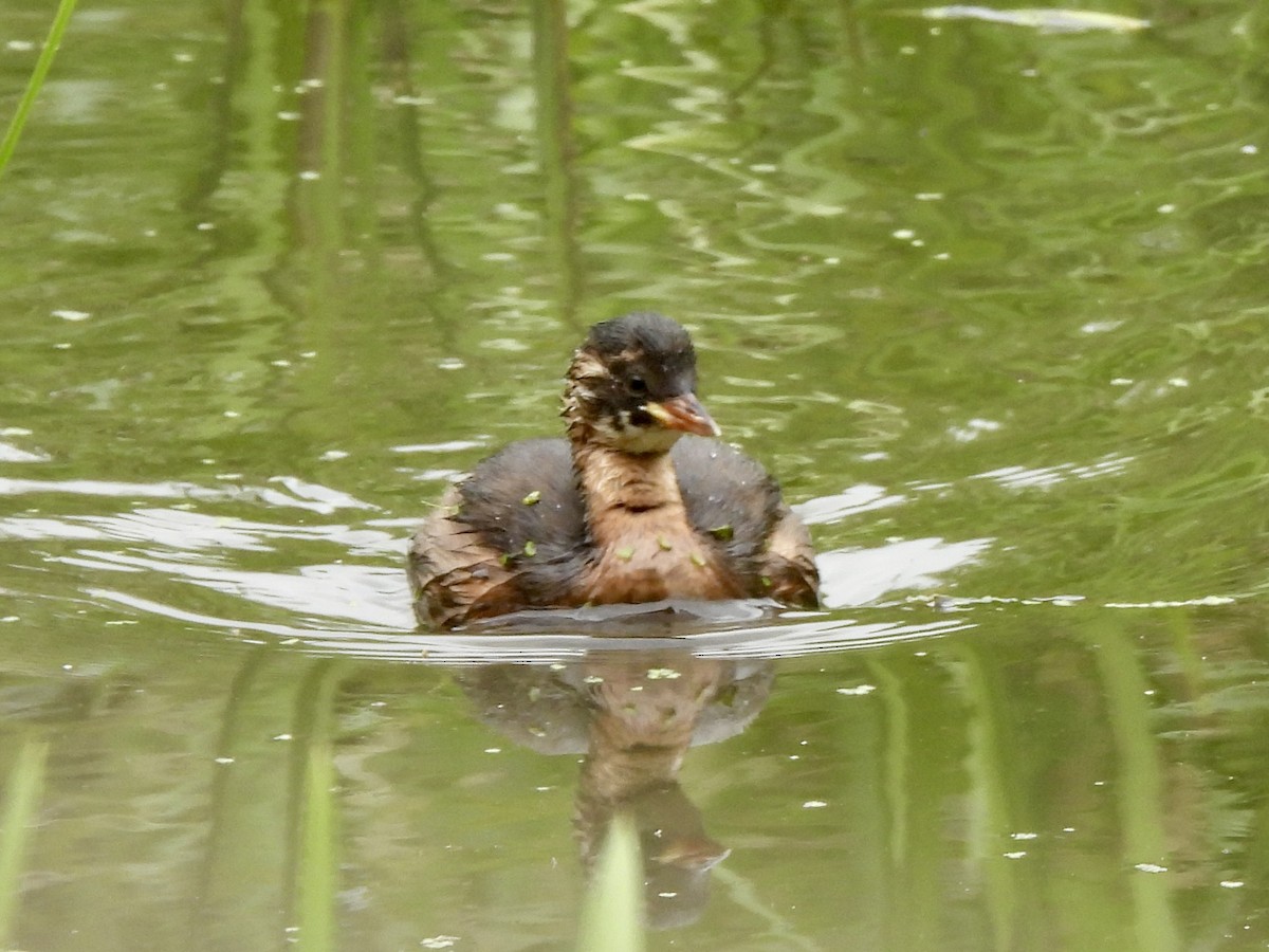 Little Grebe - Caroline Quinn