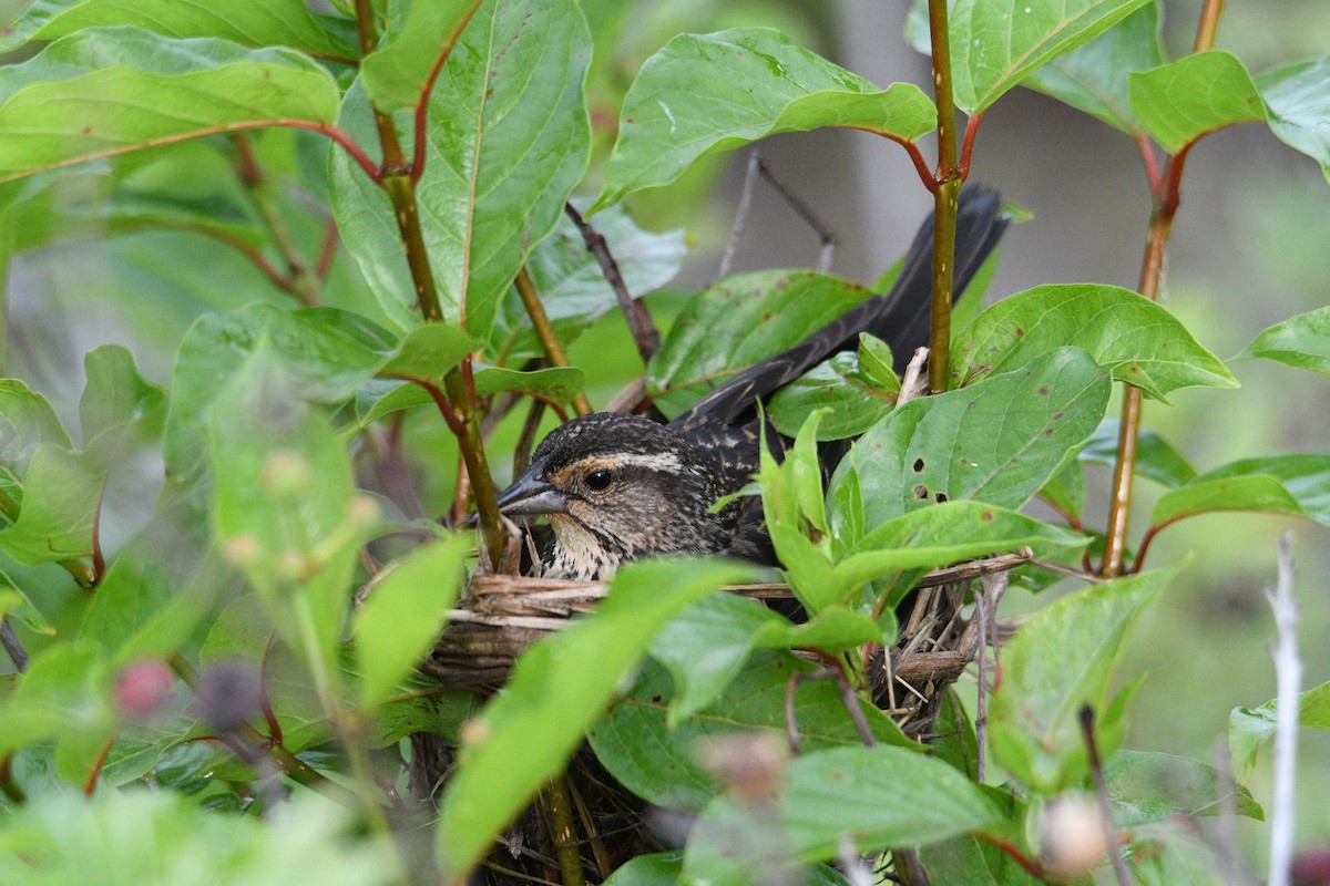 Red-winged Blackbird - Kevin Roback