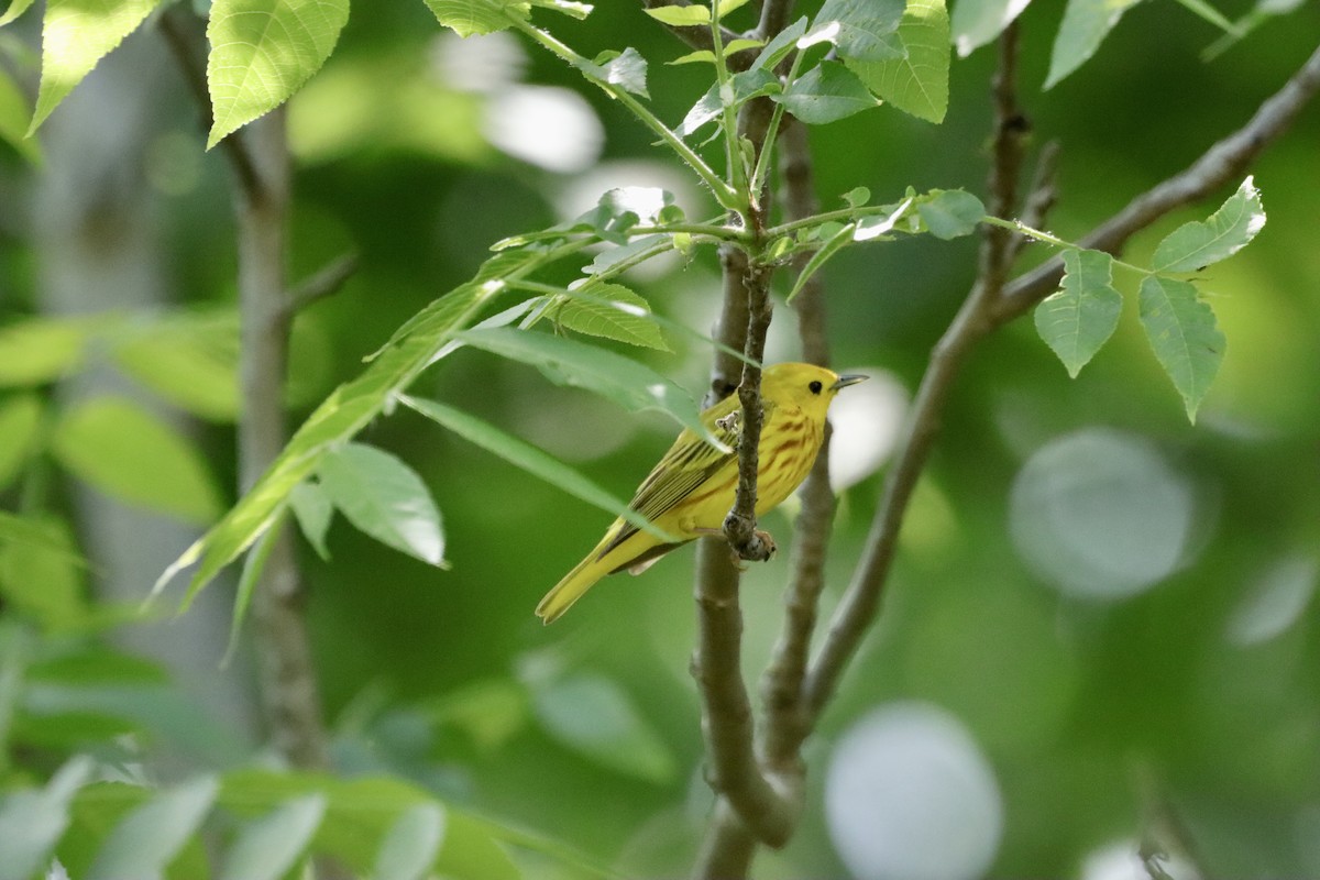 Paruline jaune - ML619574712