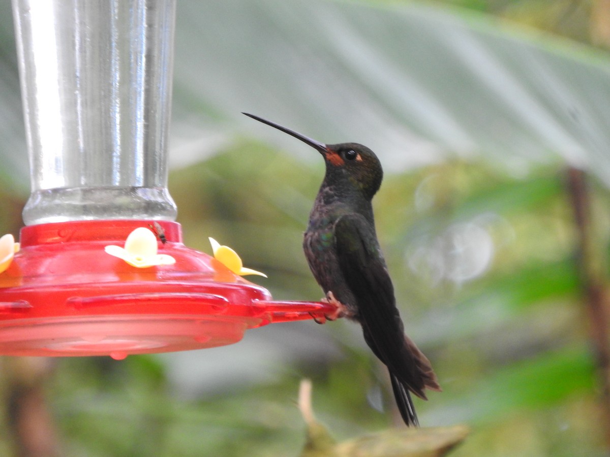 Rufous-gaped Hillstar - Agustin Carrasco