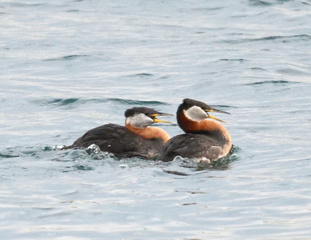 Red-necked Grebe - Margaret Hough