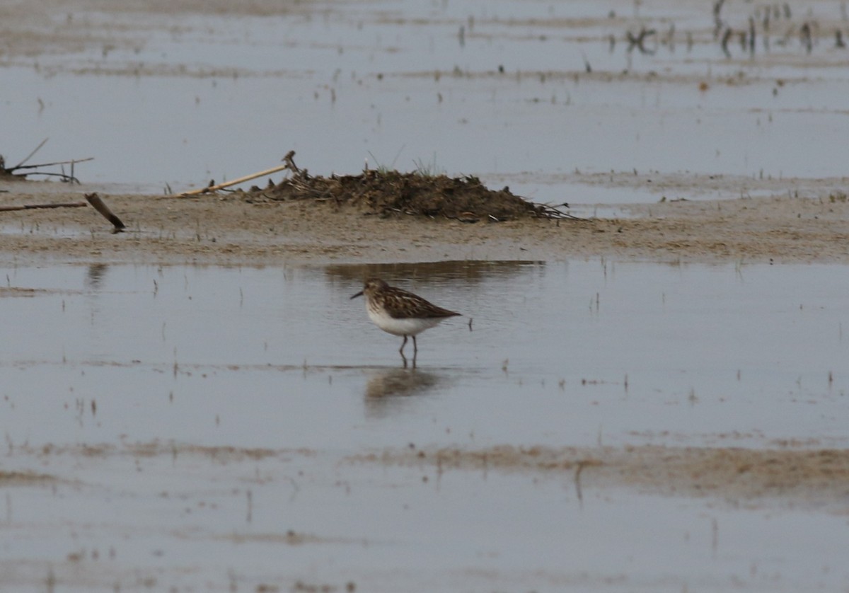 Least Sandpiper - Jarmo Jalava