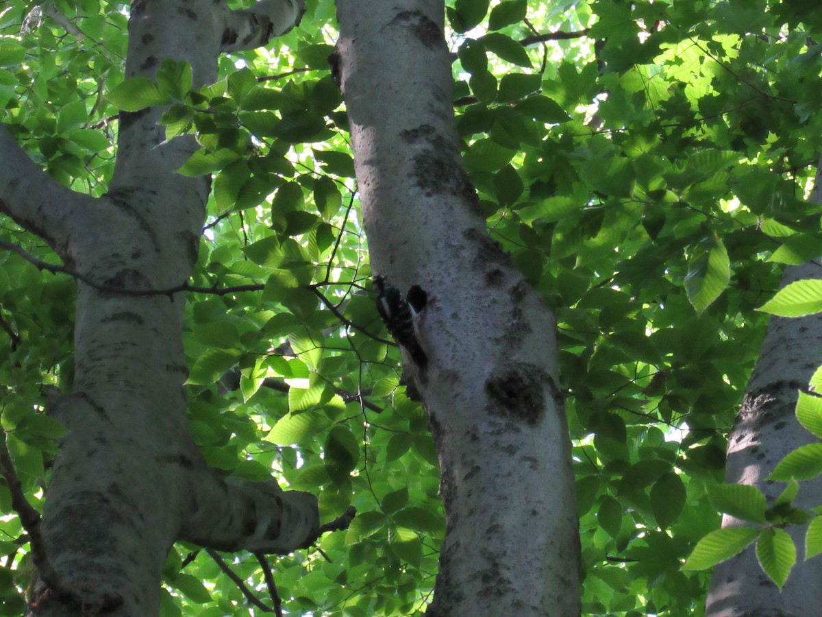 Hairy Woodpecker - Rajas Sambhare