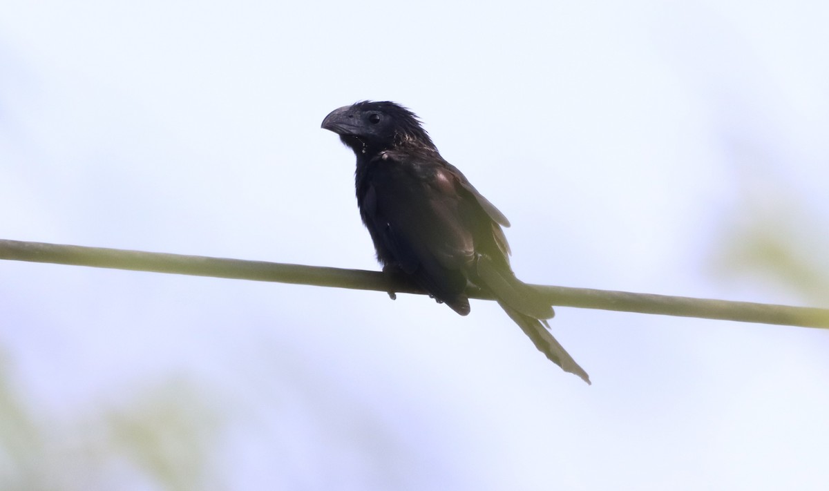 Groove-billed Ani - Oliver  Komar