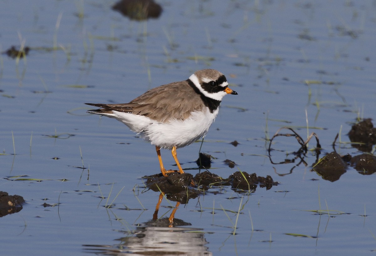 Common Ringed Plover - Toni Alcocer