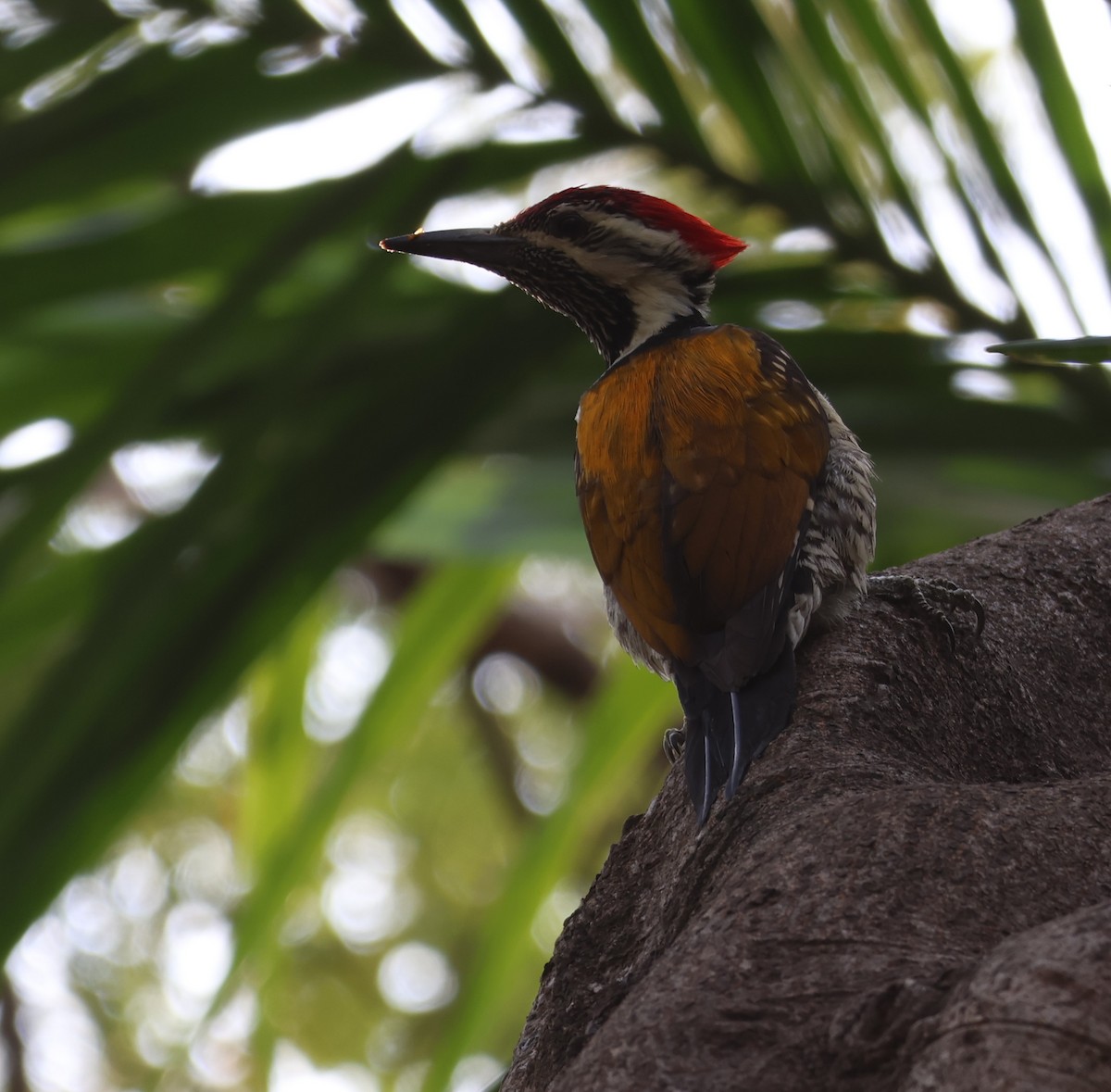 Black-rumped Flameback - Ayan Kanti Chakraborty