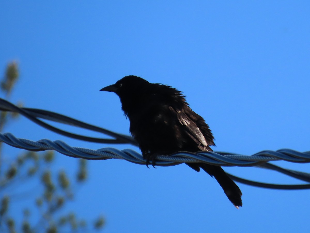 Common Grackle - Thomas Genna