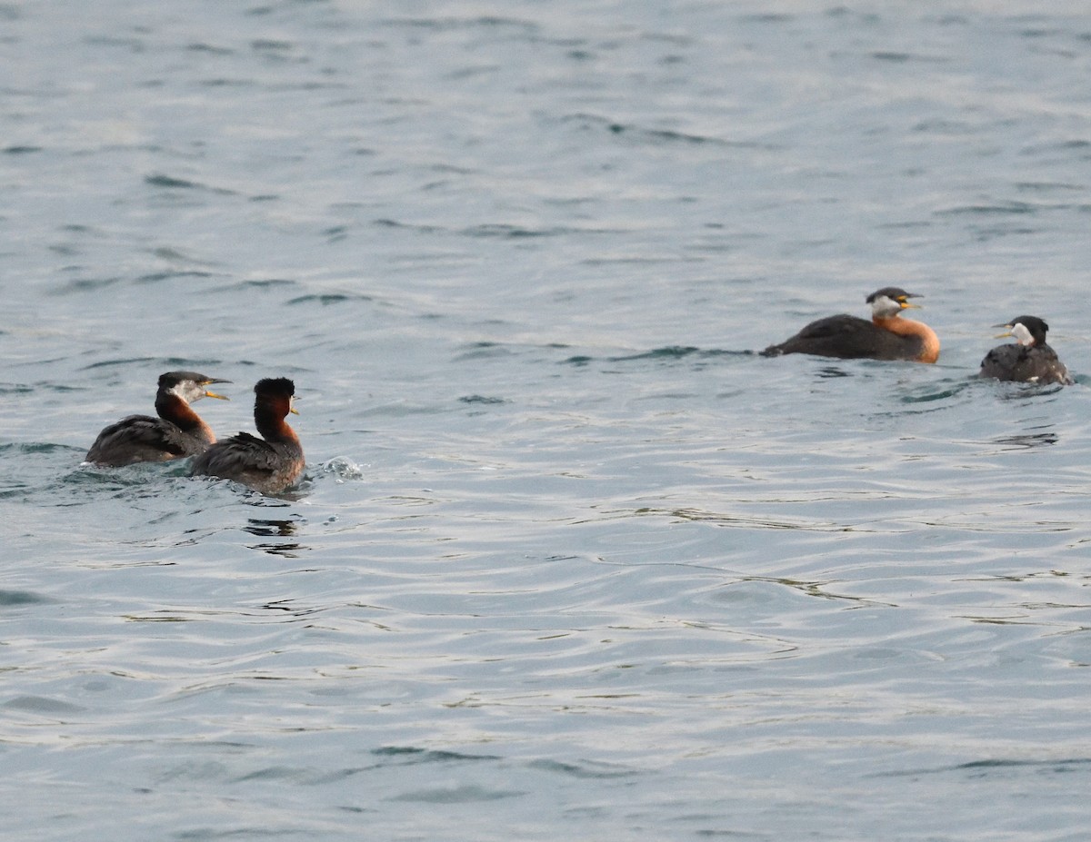 Red-necked Grebe - Margaret Hough