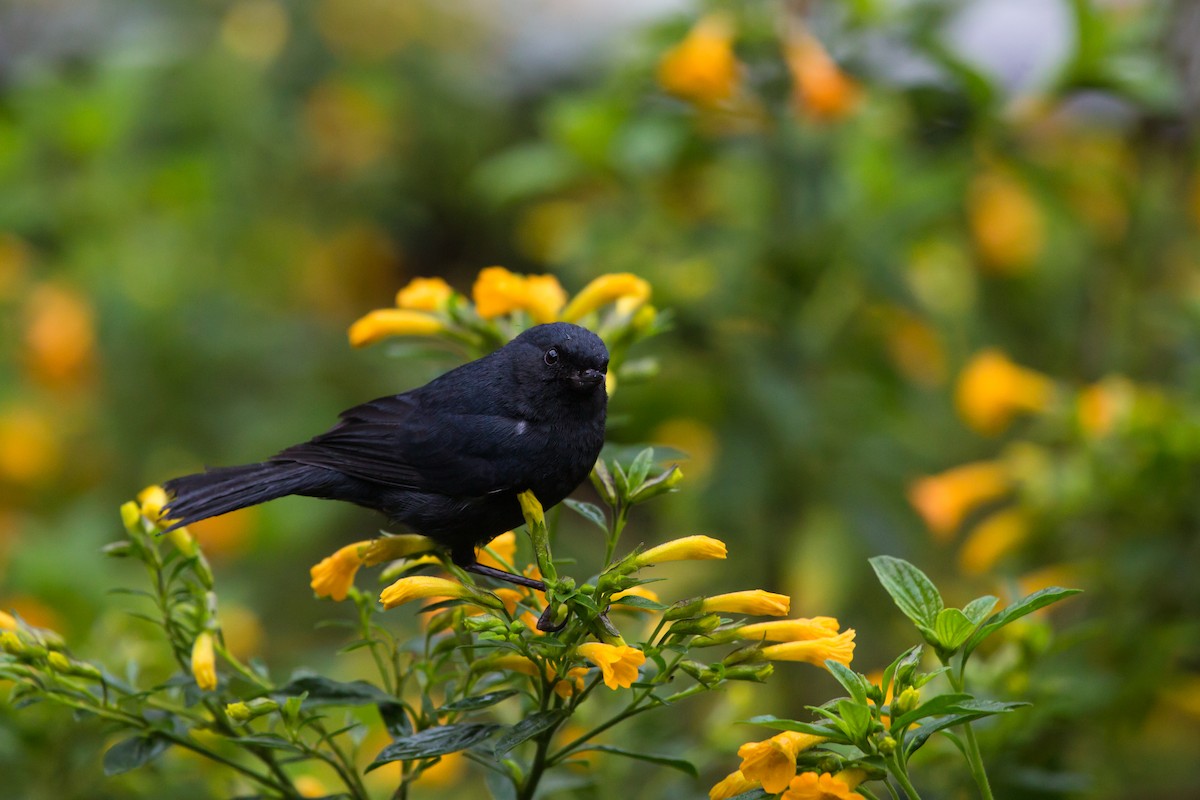 White-sided Flowerpiercer - Brian Healy