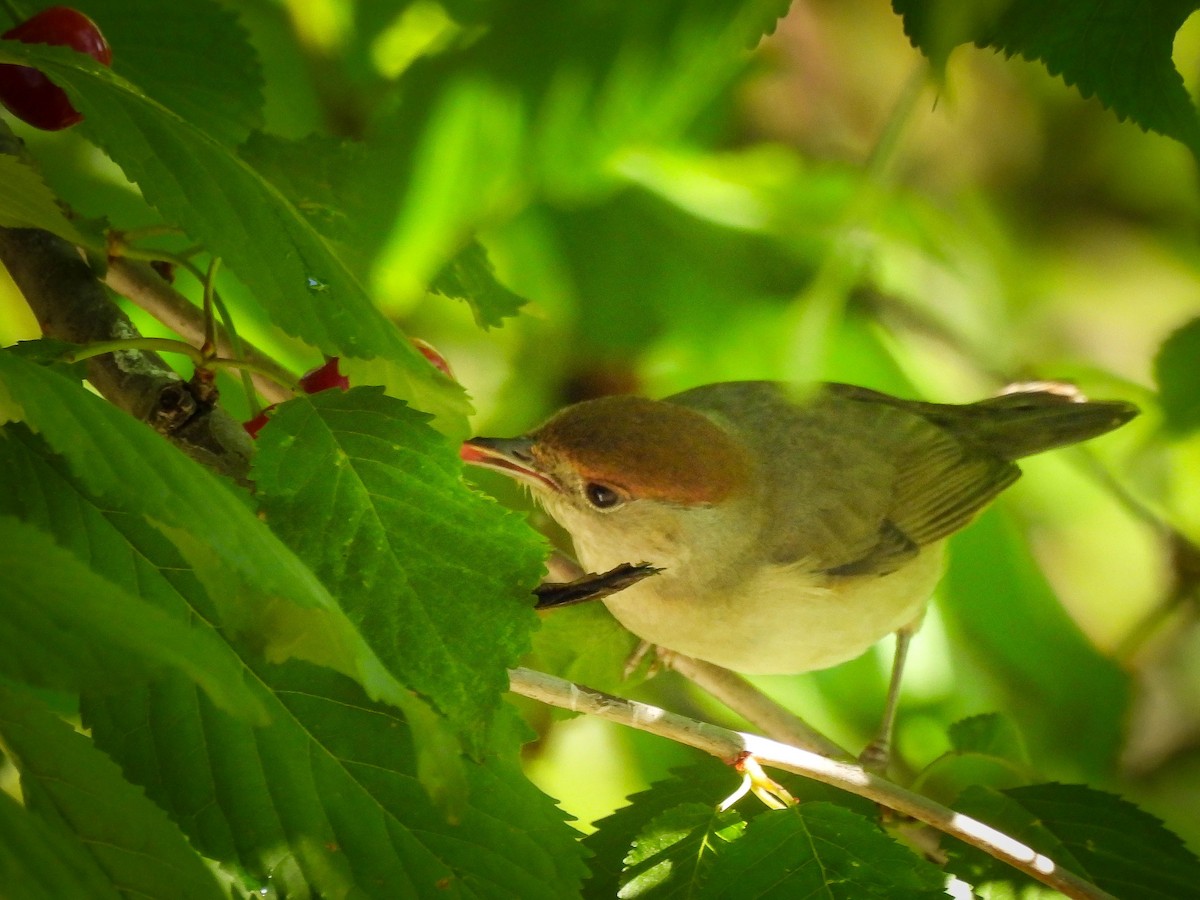 Eurasian Blackcap - Paul Andreas Lott