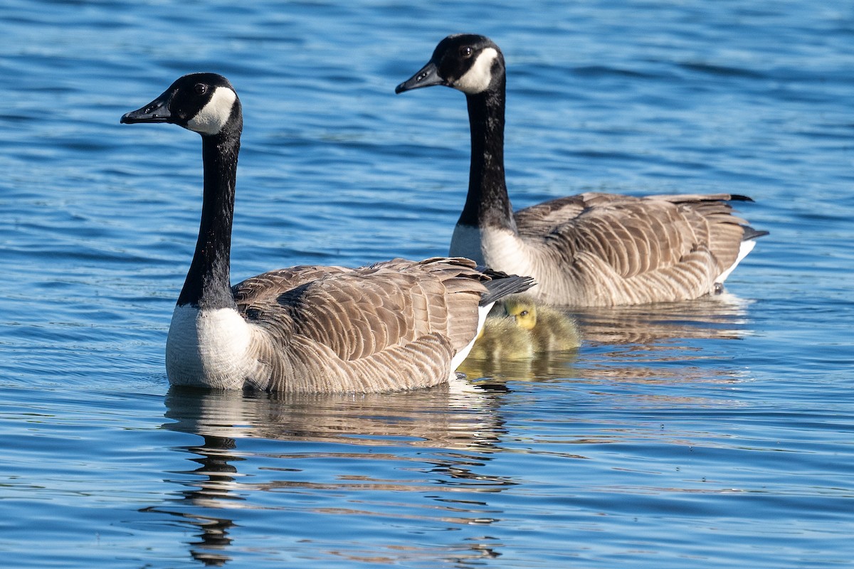 Canada Goose - ML619574739