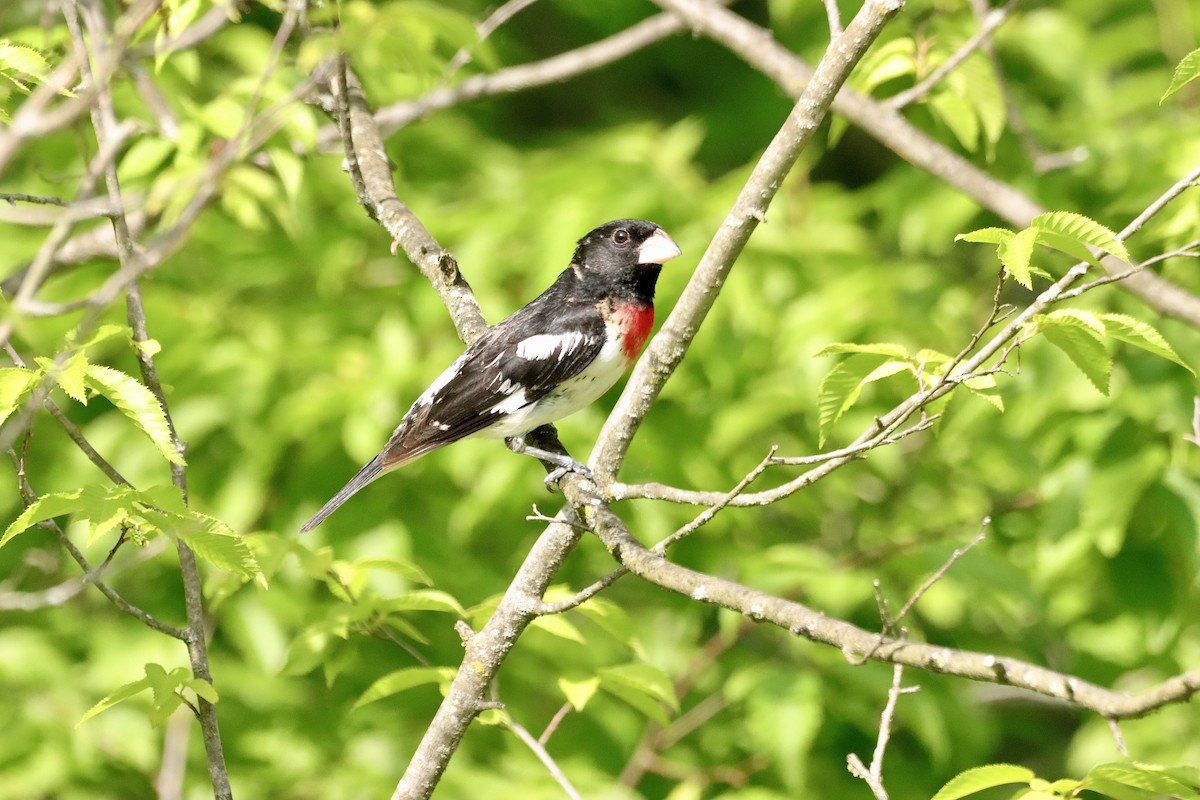 Rose-breasted Grosbeak - William Going