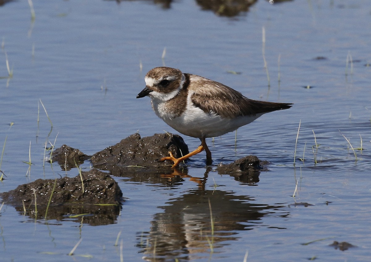 Common Ringed Plover - Toni Alcocer