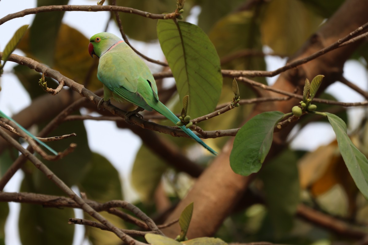 Rose-ringed Parakeet - Ayan Kanti Chakraborty