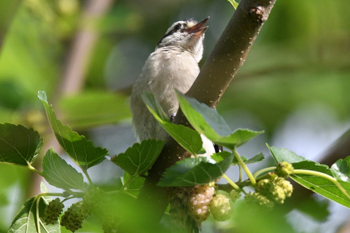 Downy Woodpecker - Kevin Roback