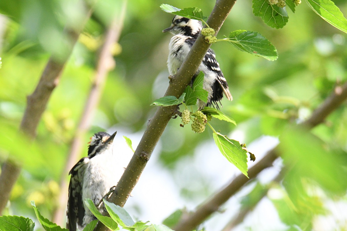 Downy Woodpecker - Kevin Roback