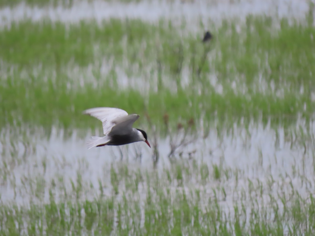 Whiskered Tern - Doug Kibbe