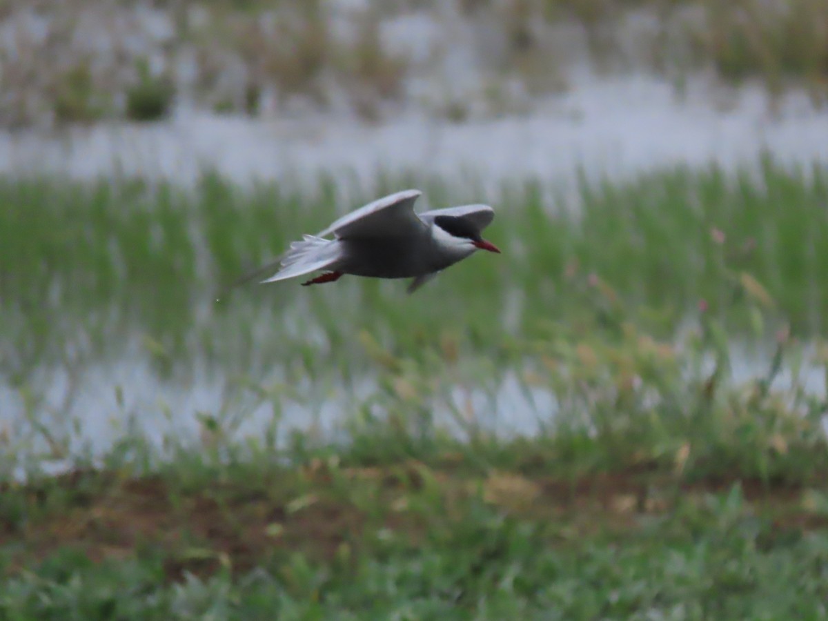 Whiskered Tern - Doug Kibbe