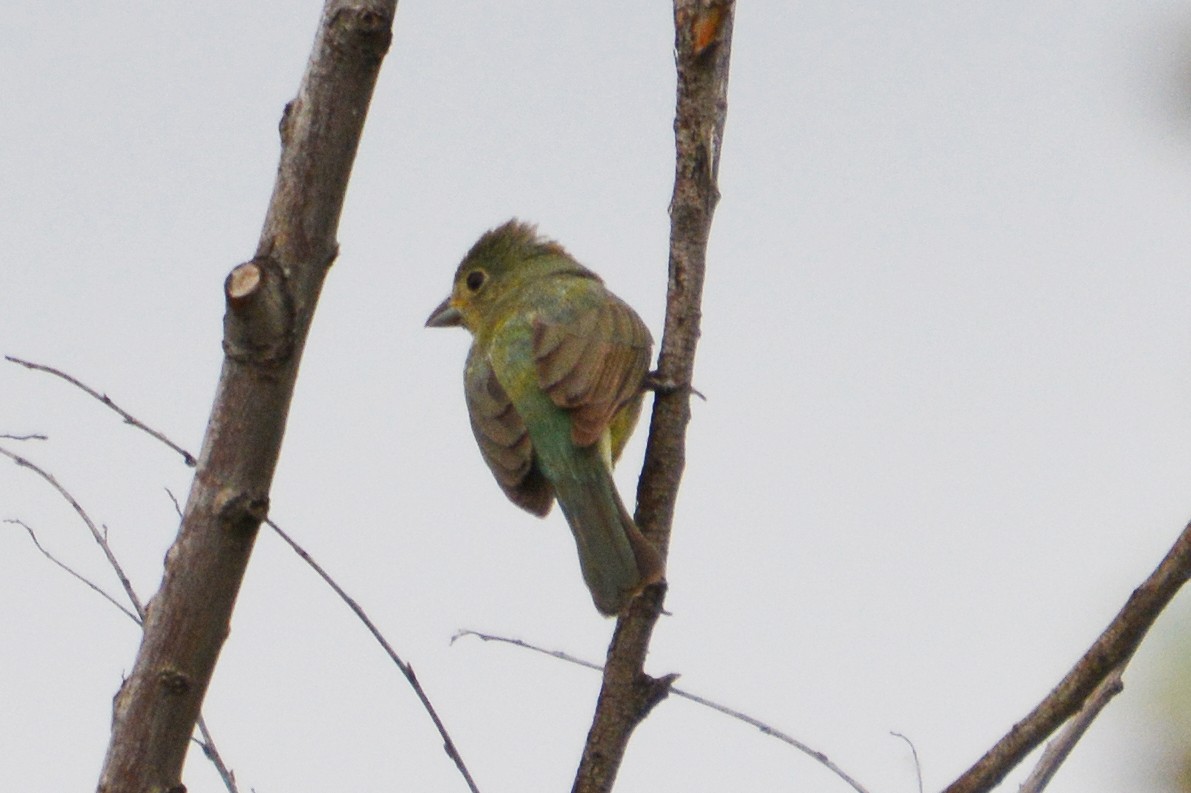 Painted Bunting - Barbara A. Peterson