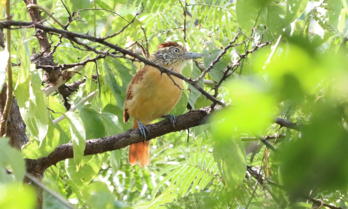 Barred Antshrike - ML619574790