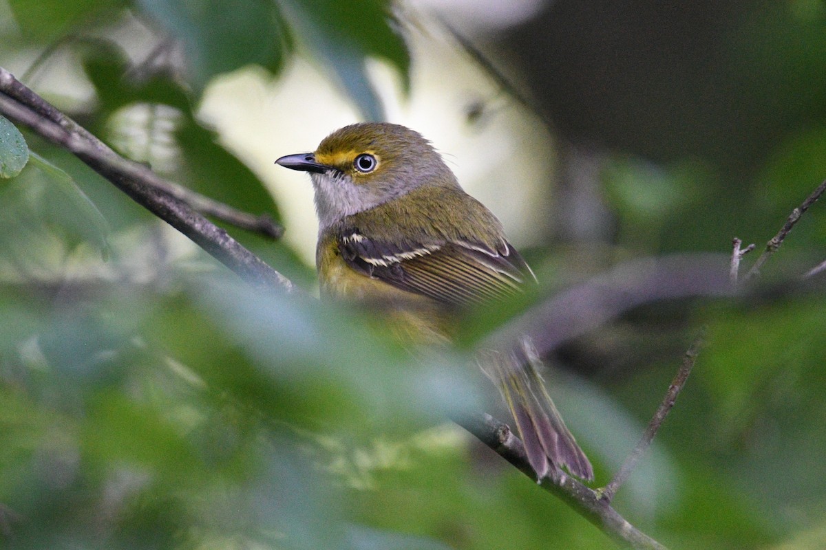 White-eyed Vireo - ML619574796