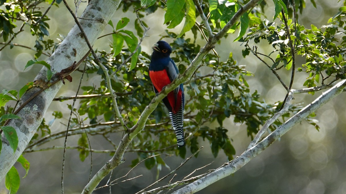 trogon modrotemenný - ML619574811