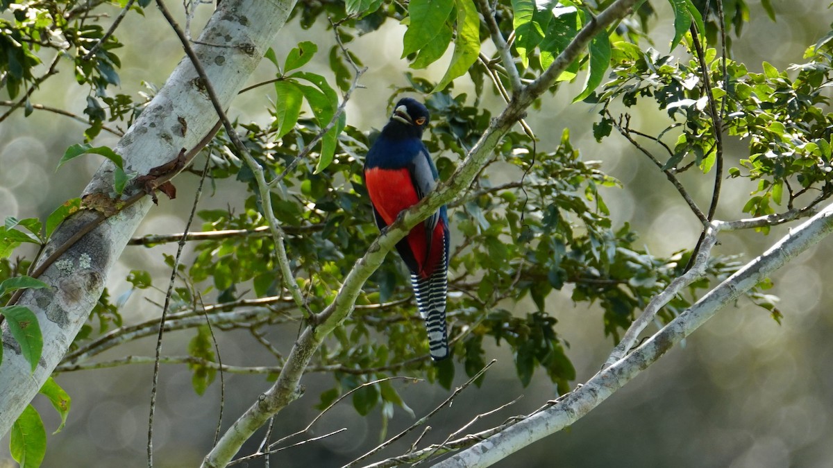 Blue-crowned Trogon - Paul Gössinger