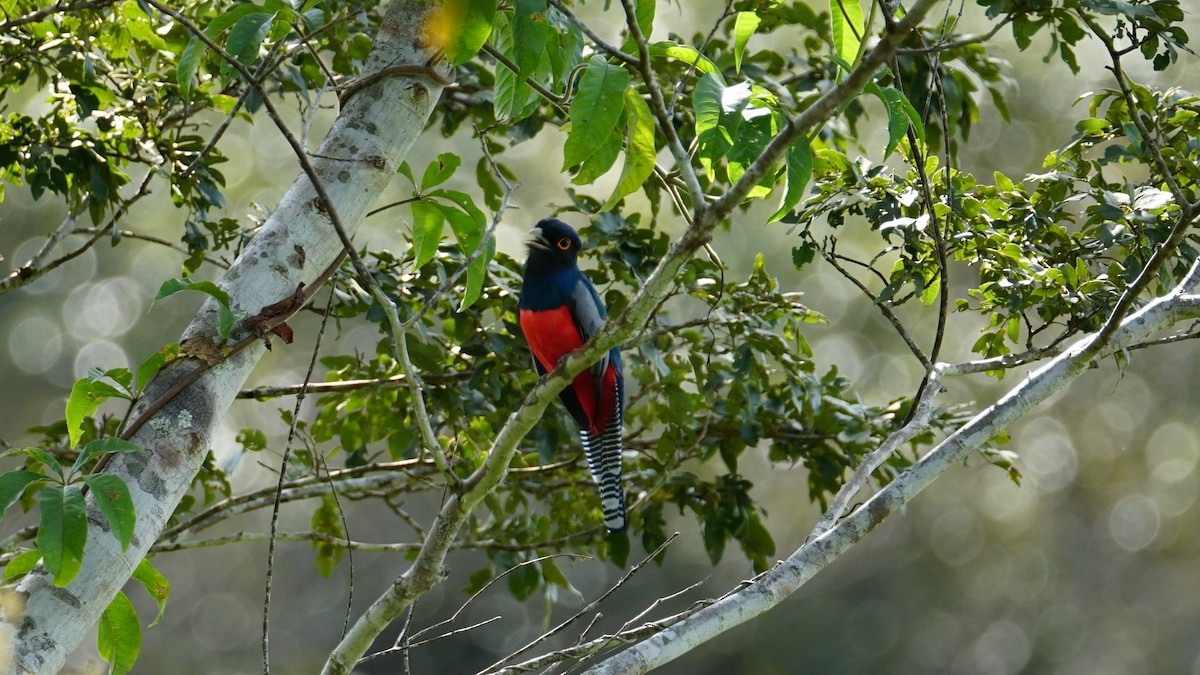 Blue-crowned Trogon - ML619574813